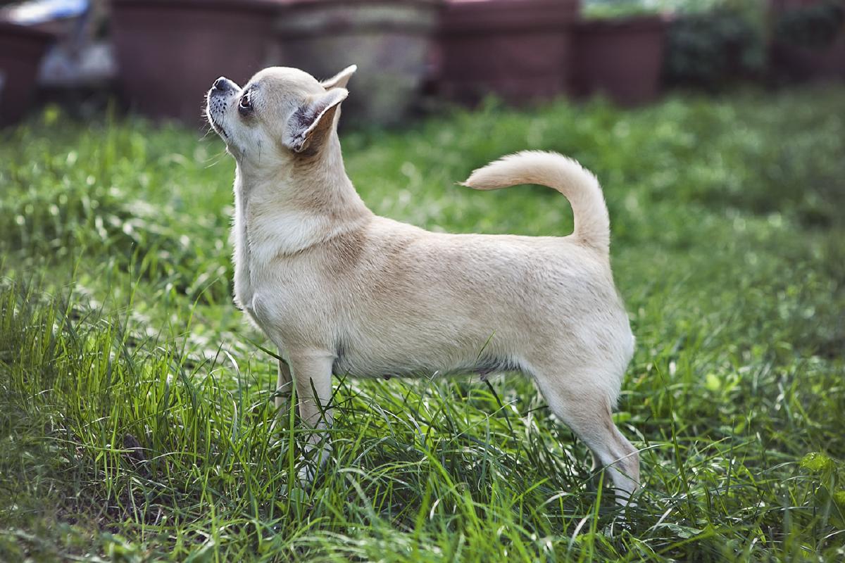 A Chihuahua standing in profile, illustrating a small domesticated dog.